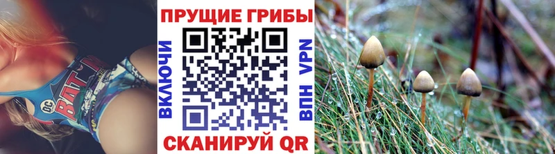 где продают наркотики  Циолковский  Галлюциногенные грибы GOLDEN TEACHER 